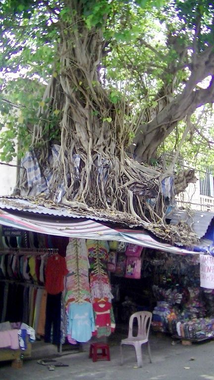 旧市場の巨木
