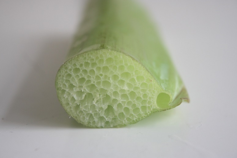 ハスイモの茎の断面