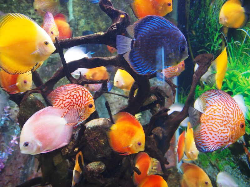 Vinpearl Aquarium