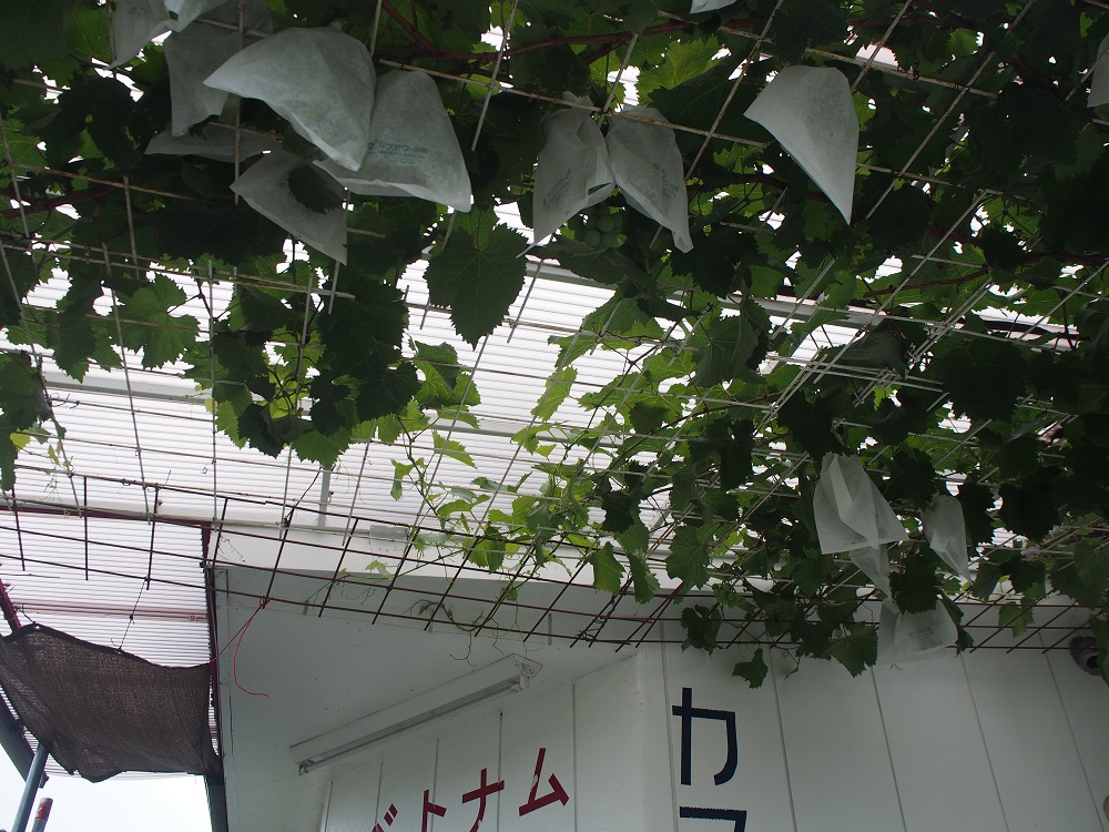 【愛知県西尾市】長さが30cm以上あるバインミー！ベトナム料理店「ベトナット」